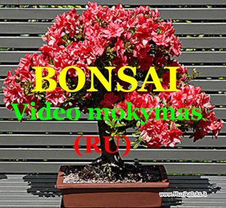 BONSAI.Видео-уроки