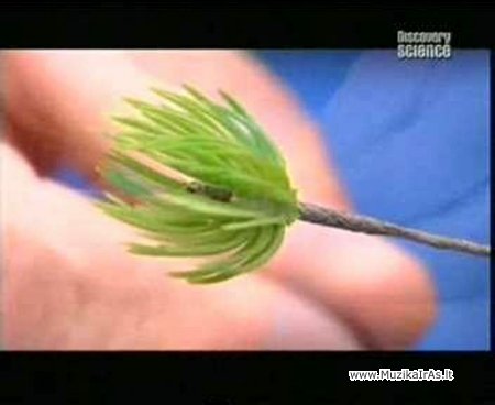 Bonsai.Kaip padaryt dirbtinį bonsai?