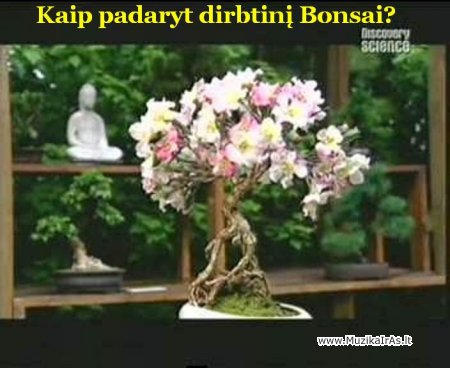 Bonsai.Kaip padaryt dirbtinį bonsai?