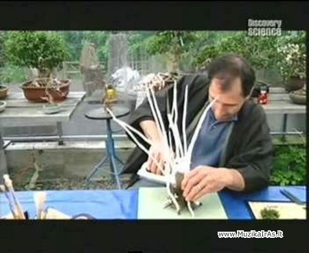 Bonsai.Kaip padaryt dirbtinį bonsai?