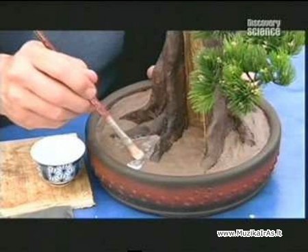 Bonsai.Kaip padaryt dirbtinį bonsai?